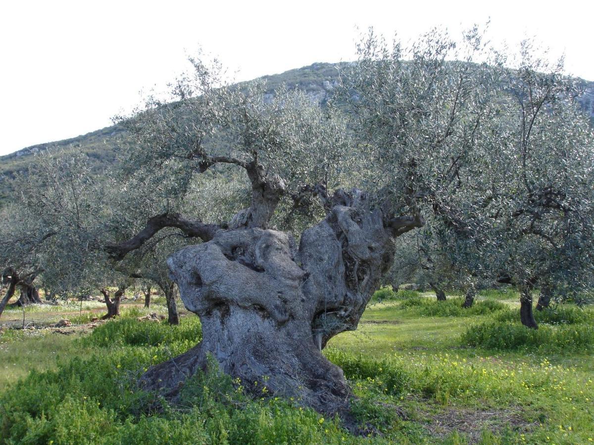 Ματίλντα Ξενοδοχείο Ανω Βασιλικος Εξωτερικό φωτογραφία